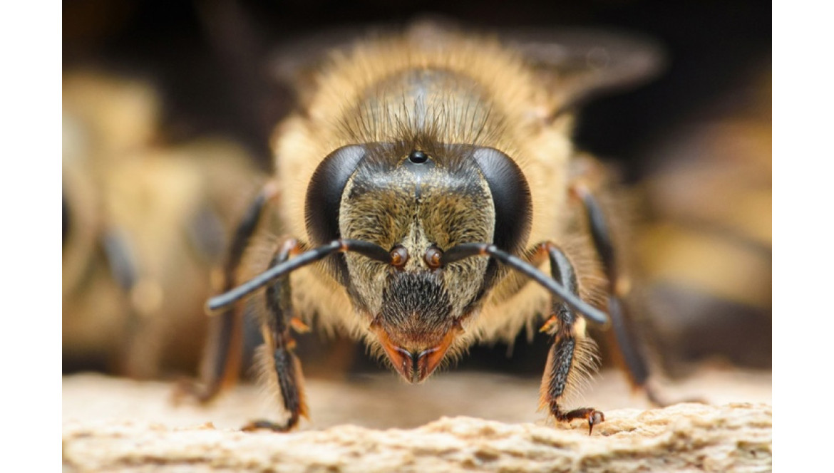 ¿Para qué sirven las antenas de las abejas?